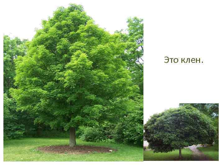 Это клен. 
