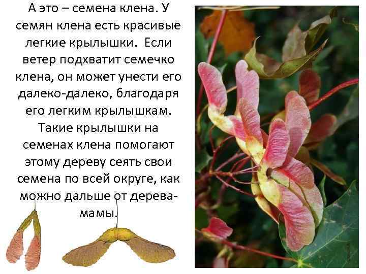 А это – семена клена. У семян клена есть красивые легкие крылышки. Если ветер