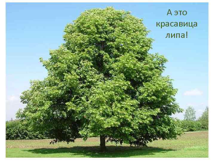 А это красавица липа! 