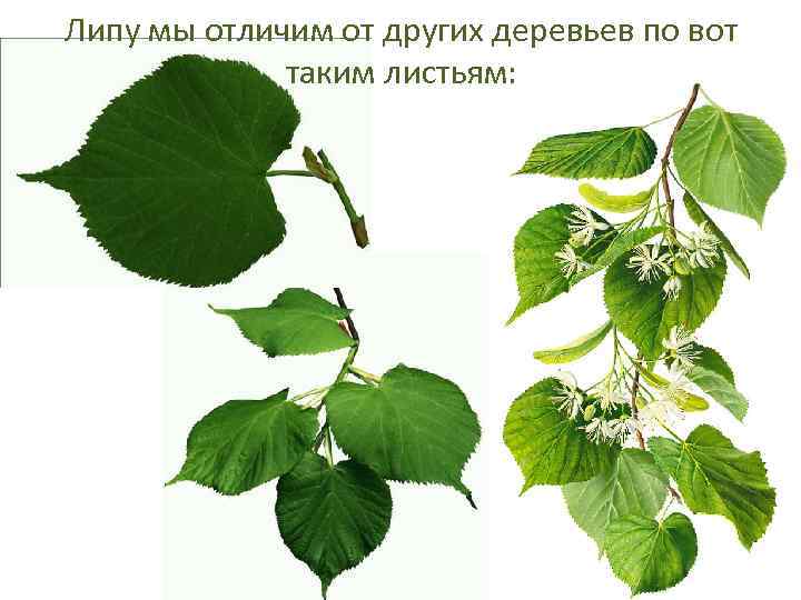 Липу мы отличим от других деревьев по вот таким листьям: 