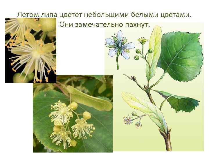 Летом липа цветет небольшими белыми цветами. Они замечательно пахнут. 