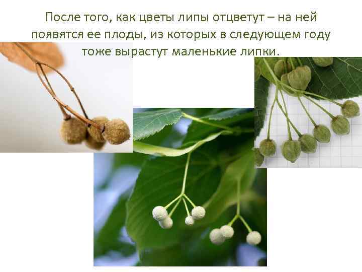 После того, как цветы липы отцветут – на ней появятся ее плоды, из которых