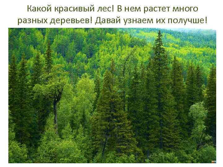 Какой красивый лес! В нем растет много разных деревьев! Давай узнаем их получше! 