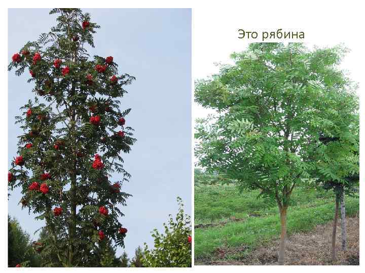Это рябина 