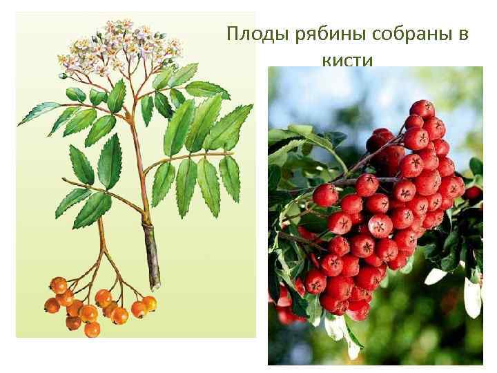 Плоды рябины собраны в кисти 