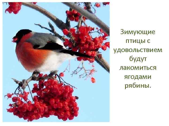 Зимующие птицы с удовольствием будут лакомиться ягодами рябины. 