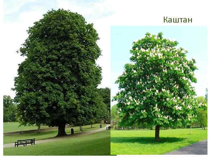 Каштан 
