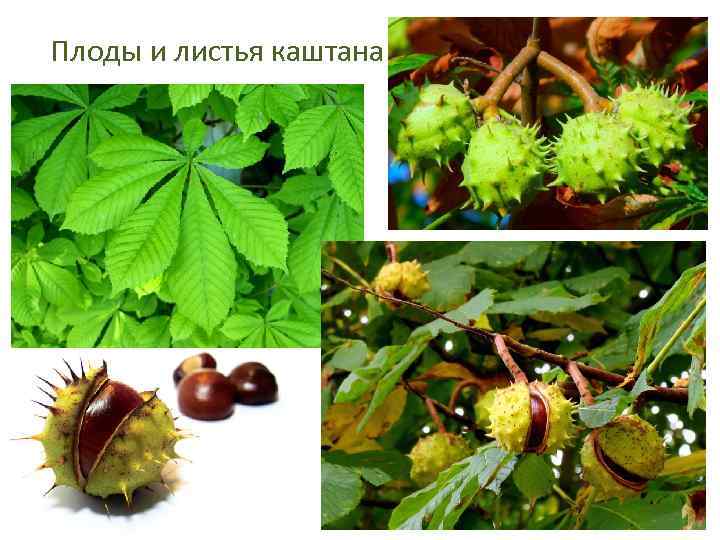 Плоды и листья каштана 