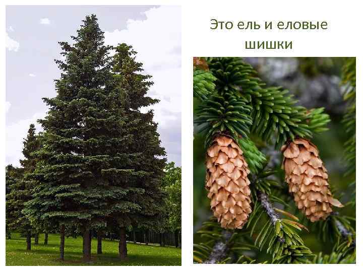 Это ель и еловые шишки 