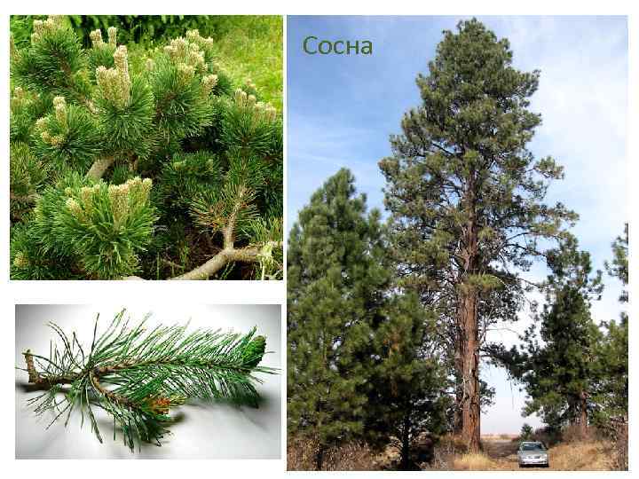 Сосна 