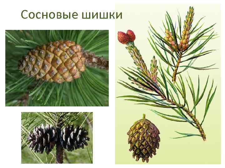 Сосновые шишки 