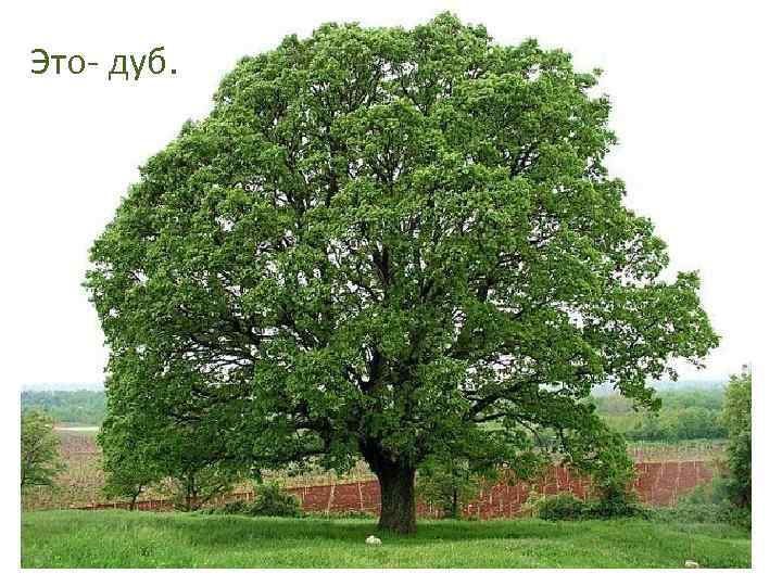 Это- дуб. 