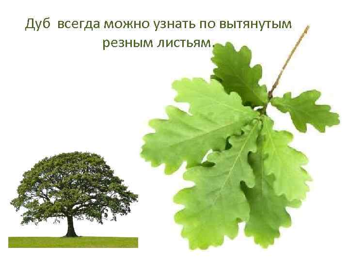 Дуб всегда можно узнать по вытянутым резным листьям. 