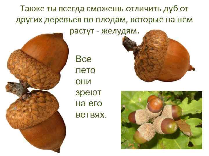 Также ты всегда сможешь отличить дуб от других деревьев по плодам, которые на нем