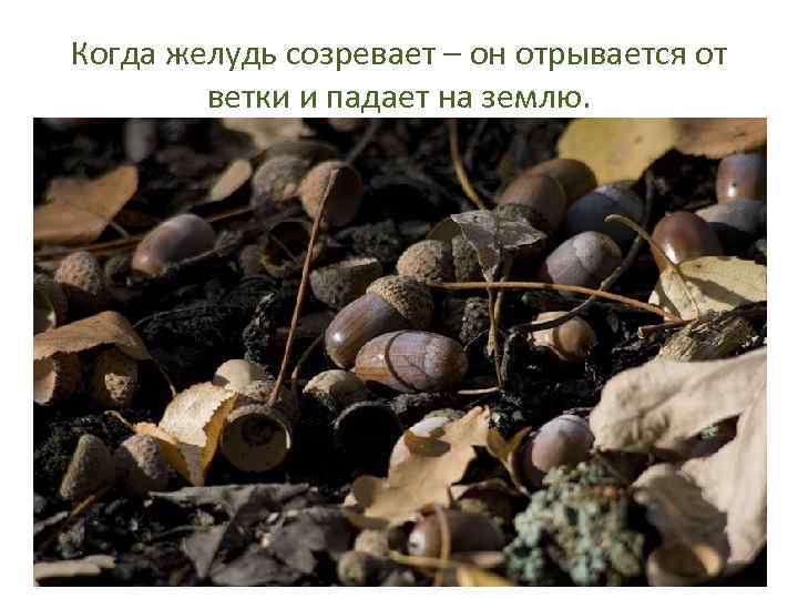 Когда желудь созревает – он отрывается от ветки и падает на землю. 