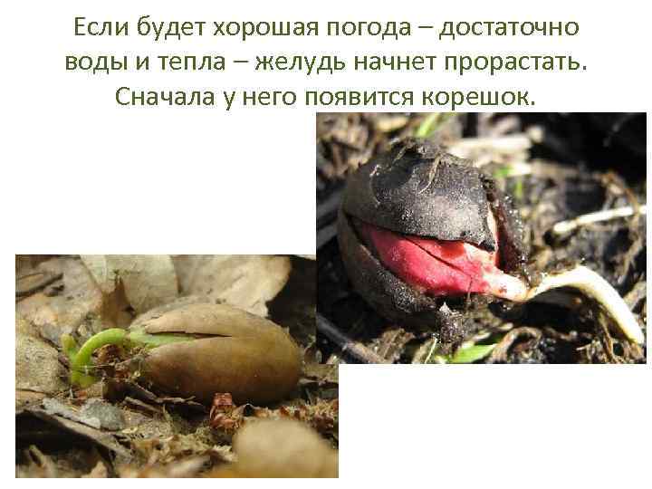 Если будет хорошая погода – достаточно воды и тепла – желудь начнет прорастать. Сначала