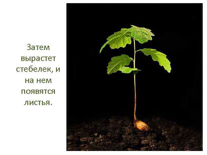 Затем вырастет стебелек, и на нем появятся листья. 