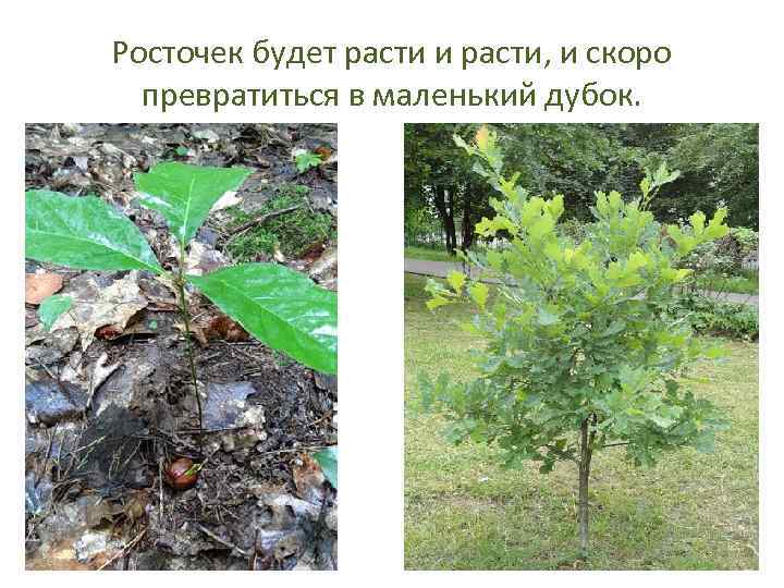 Росточек будет расти и расти, и скоро превратиться в маленький дубок. 