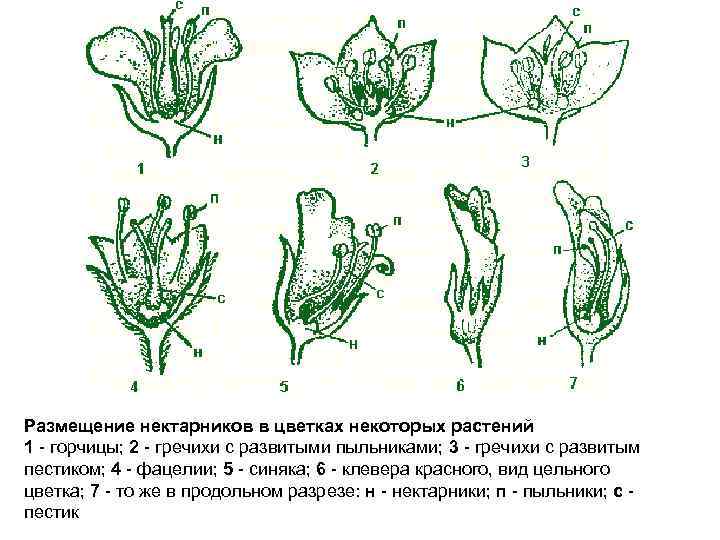 Размещение нектарников в цветках некоторых растений 1 горчицы; 2 гречихи с развитыми пыльниками; 3