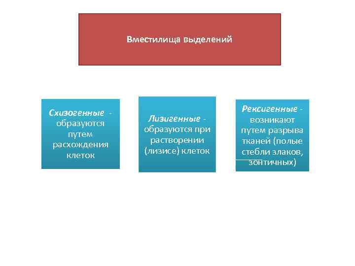 Вместилища выделений Схизогенные образуются путем расхождения клеток Лизигенные образуются при растворении (лизисе) клеток Рексигенные