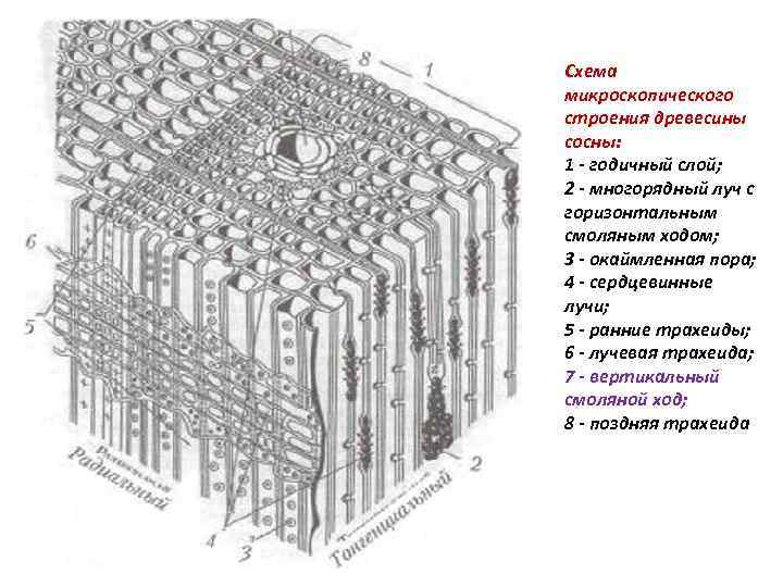 Строение березы схема