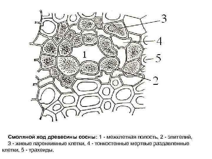 Секреторные гранулы в клетках лейдига кожи аксолотля рисунок