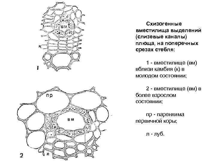 Выделительная ткань рисунок