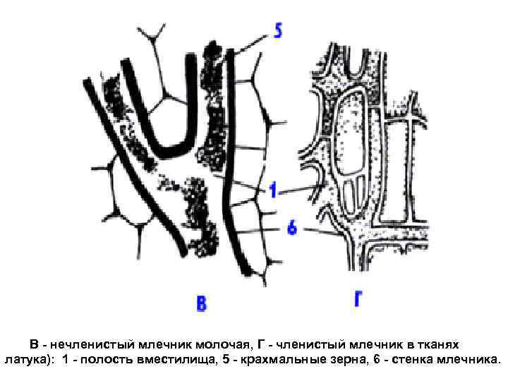 В - нечленистый млечник молочая, Г - членистый млечник в тканях латука): 1 -