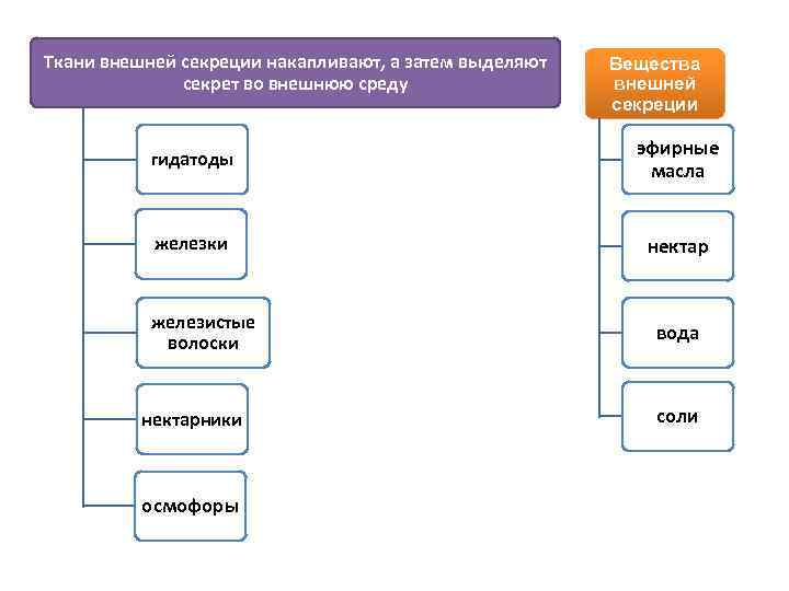 Ткани внешней секреции накапливают, а затем выделяют секрет во внешнюю среду Вещества внешней секреции