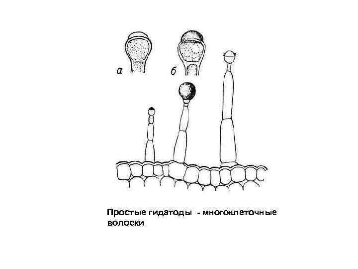 Простые гидатоды - многоклеточные волоски 