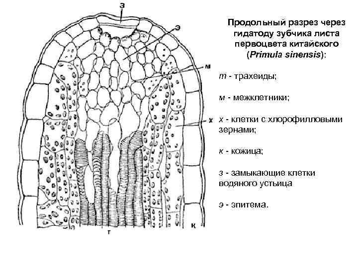 Разрез через. Гидатоды («водяные устьица») ткани растений. Гидатоды у растений строение. Гидатоды строение и функции. Выделительные ткани растений гидатоды.