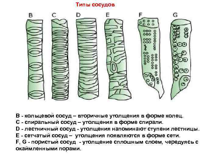 Сосуды вид ткани