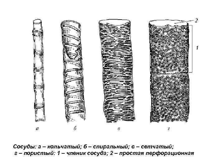 Сосуды стебля