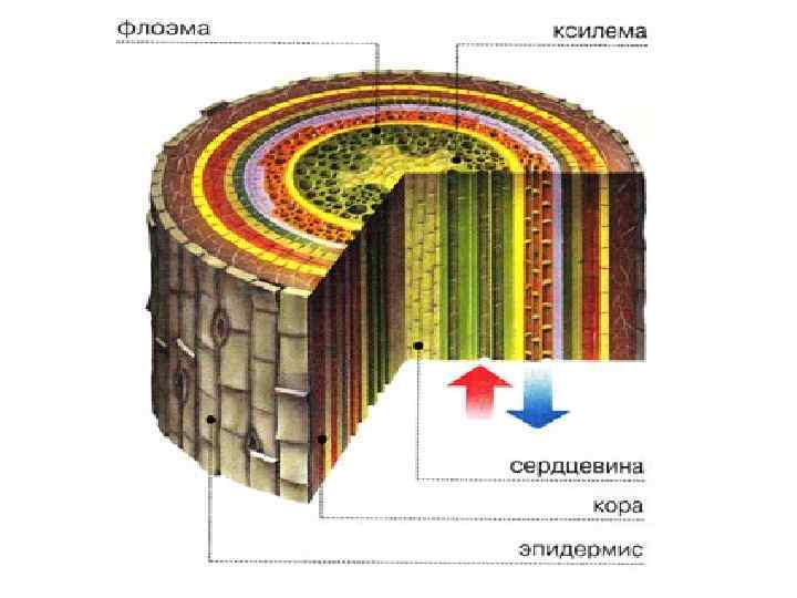 4 проводящая. Клетки древесины Ксилема флоэма. Ткань дерева Ксилема флоэма. Древесина флоэма Ксилема ЕГЭ. Ксилема 2) флоэма.