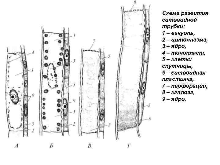 4 проводящая