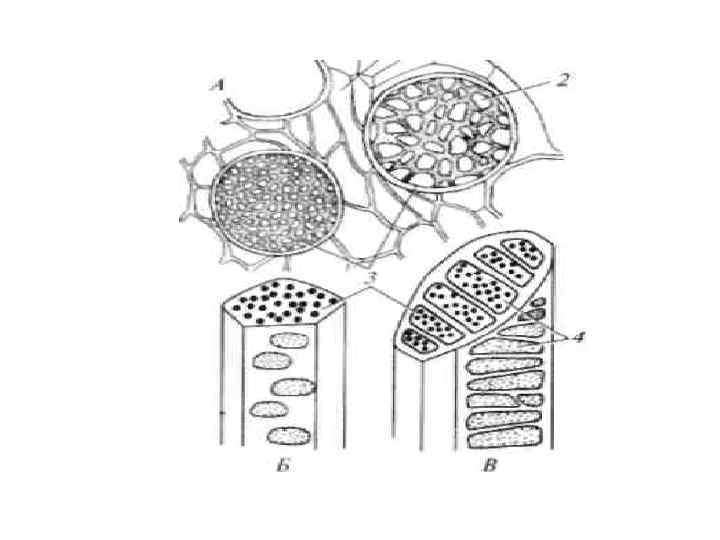 4 проводящая. Клетка проводящей ткани растений рисунок. Проводящая ткань растений рисунок. Ситовидные клетки ботаника.
