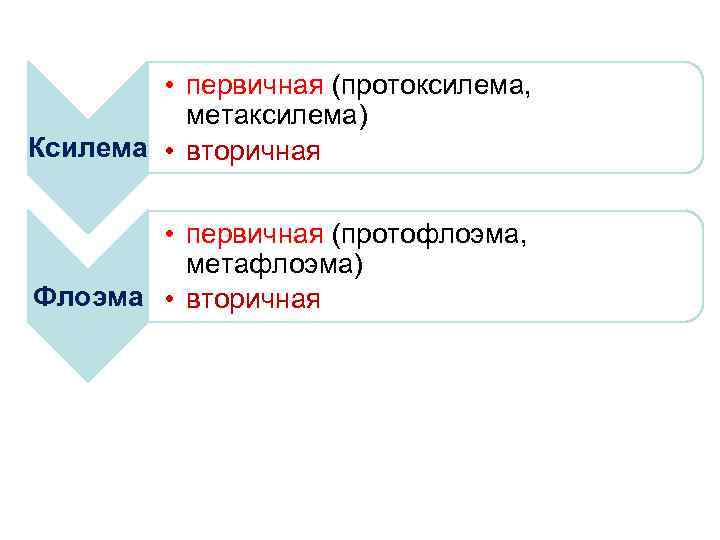 Четыре проводящие. Протоксилема метаксилема вторичная Ксилема. Прото и метаксилема. Метафлоэма. Первичная и вторичная Ксилема протоксилема и метаксилема.