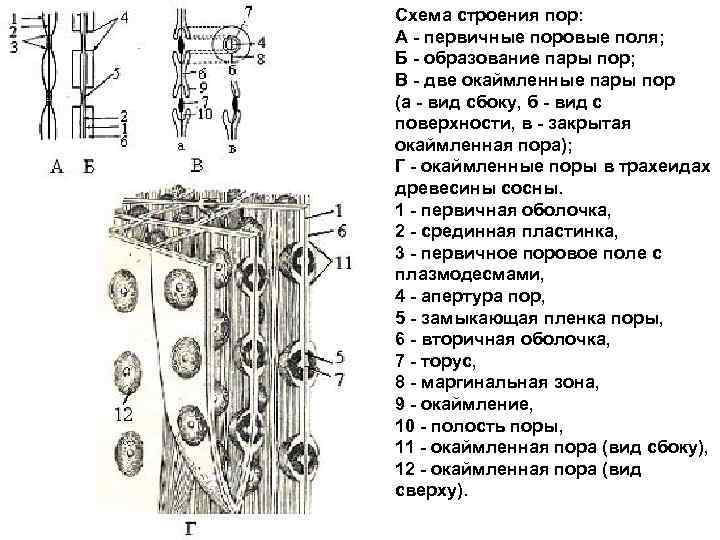 4 проводящая