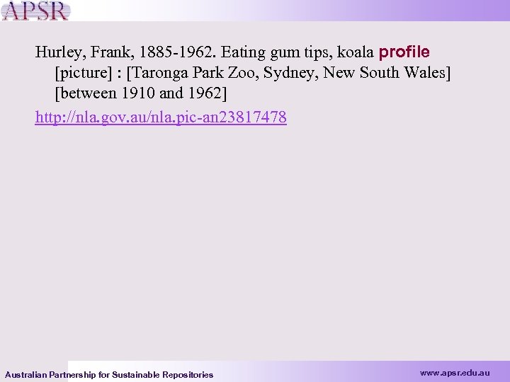 Hurley, Frank, 1885 -1962. Eating gum tips, koala profile [picture] : [Taronga Park Zoo,