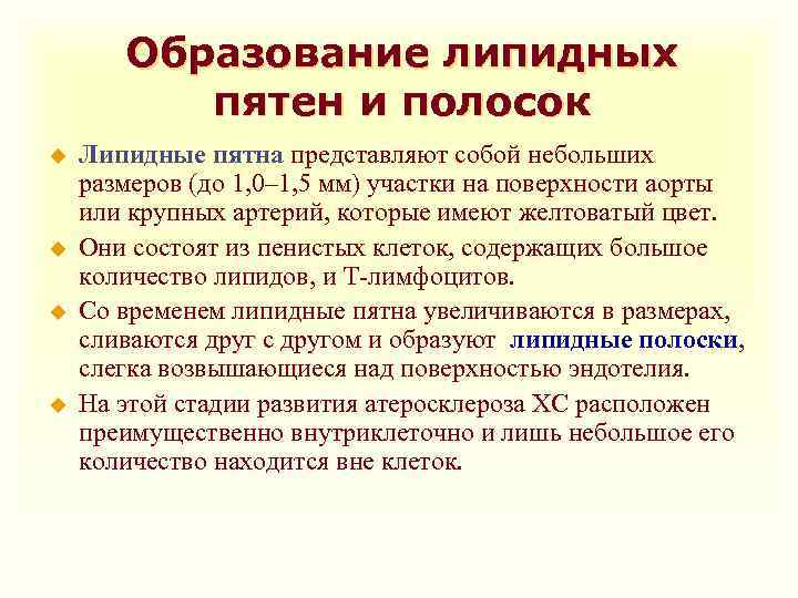 Образование липидных пятен и полосок u u Липидные пятна представляют собой небольших размеров (до