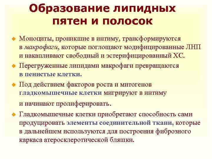 Образование липидных пятен и полосок u u u Моноциты, проникшие в интиму, трансформируются в