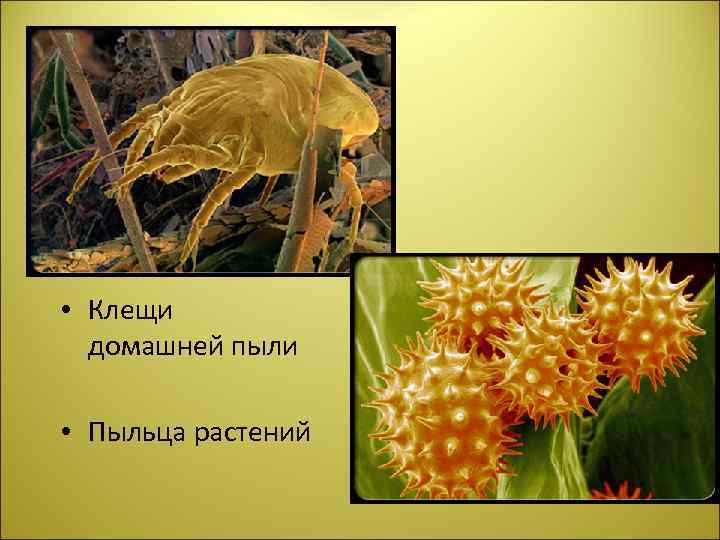  • Клещи домашней пыли • Пыльца растений 