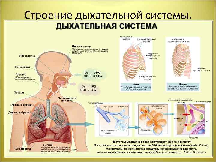 Строение дыхательной системы. 