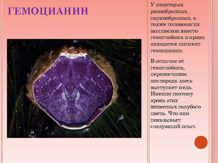 ГЕМОЦИАНИН У некоторых ракообразных, паукообразных, а также головоногих моллюсков вместо гемоглобина в крови находится