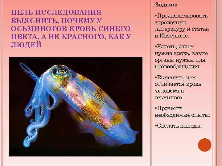Задачи: ЦЕЛЬ ИССЛЕДОВАНИЯ – ВЫЯСНИТЬ, ПОЧЕМУ У ОСЬМИНОГОВ КРОВЬ СИНЕГО ЦВЕТА, А НЕ КРАСНОГО,