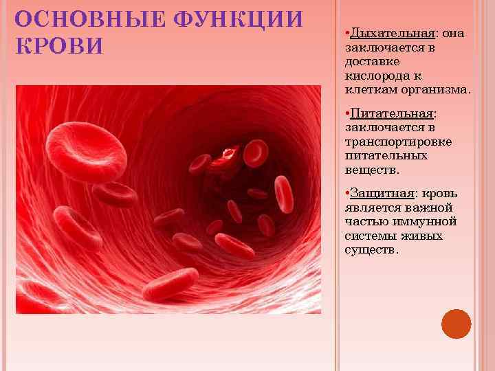 ОСНОВНЫЕ ФУНКЦИИ КРОВИ • Дыхательная: она заключается в доставке кислорода к клеткам организма. •