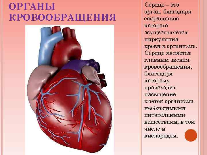 ОРГАНЫ КРОВООБРАЩЕНИЯ Сердце – это орган, благодаря сокращению которого осуществляется циркуляция крови в организме.