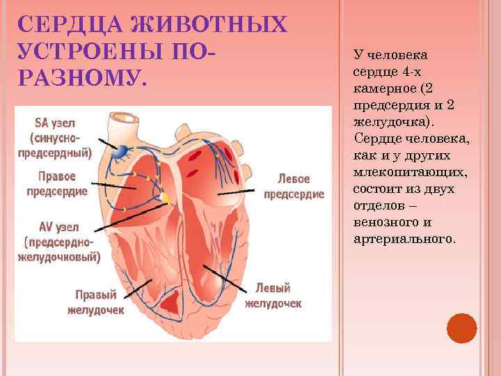 СЕРДЦА ЖИВОТНЫХ УСТРОЕНЫ ПОРАЗНОМУ. У человека сердце 4 -х камерное (2 предсердия и 2