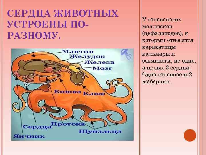 СЕРДЦА ЖИВОТНЫХ УСТРОЕНЫ ПОРАЗНОМУ. У головоногих моллюсков (цефалоподов), к которым относятся каракатицы кальмары и