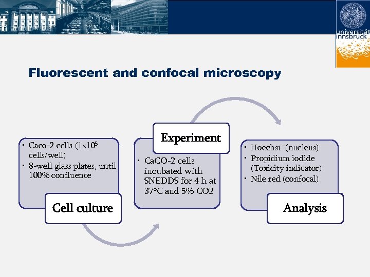 Fluorescent and confocal microscopy • Caco-2 cells (1× 105 cells/well) • 8 -well glass